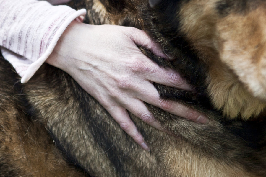 Dog Receiving Massage
