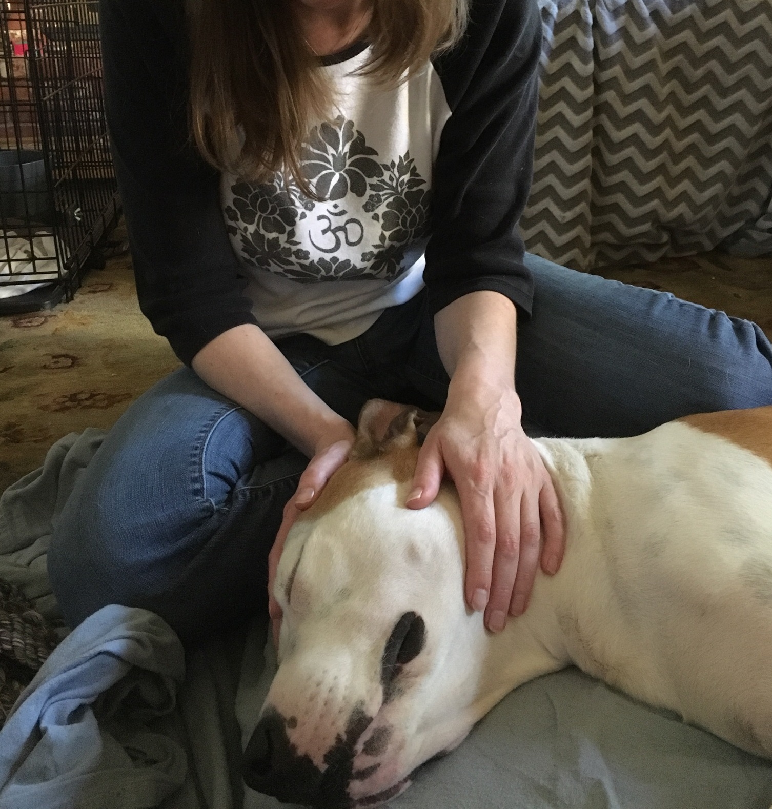 Happy dog receiving massage