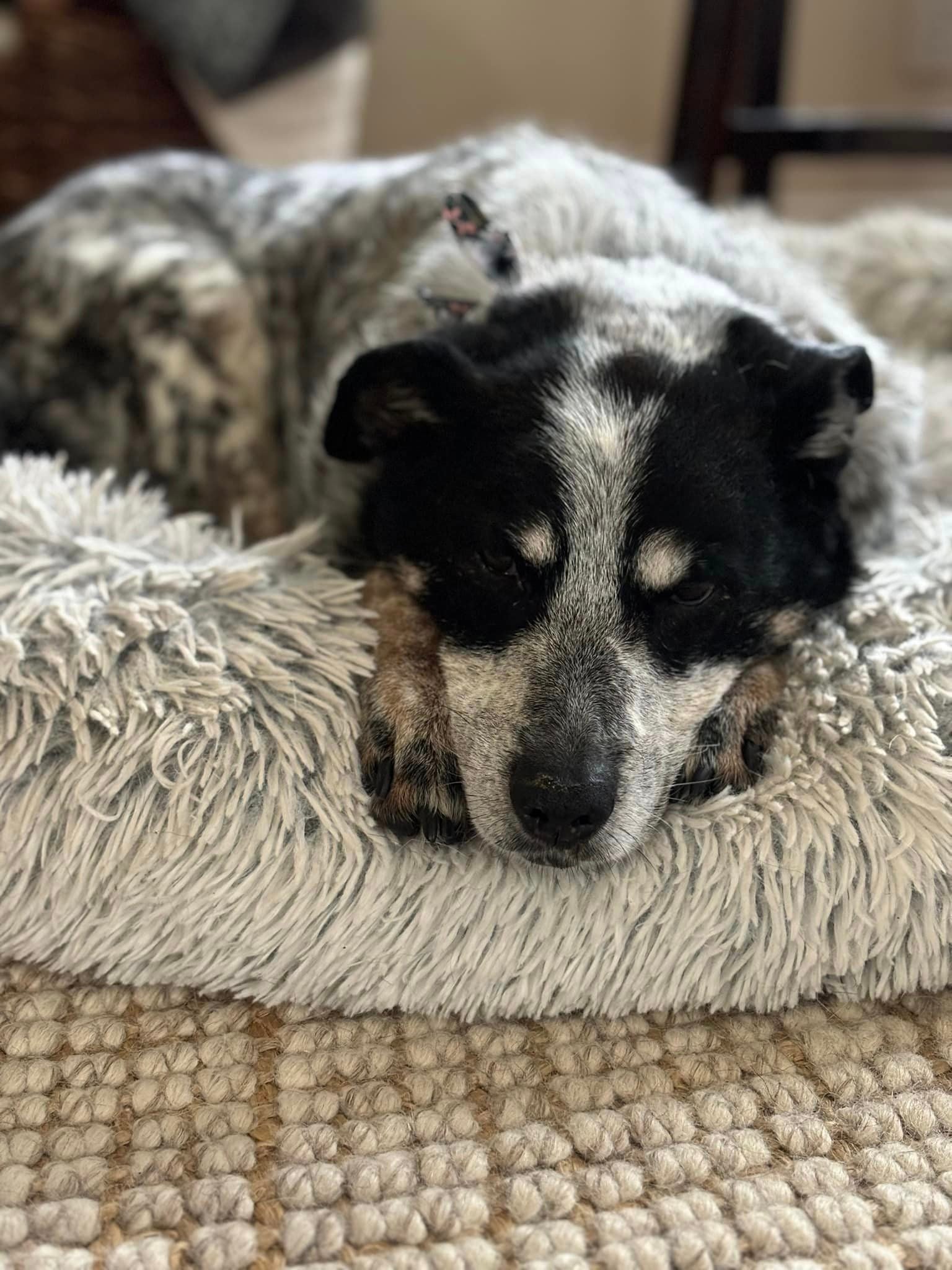 Black and White Pup