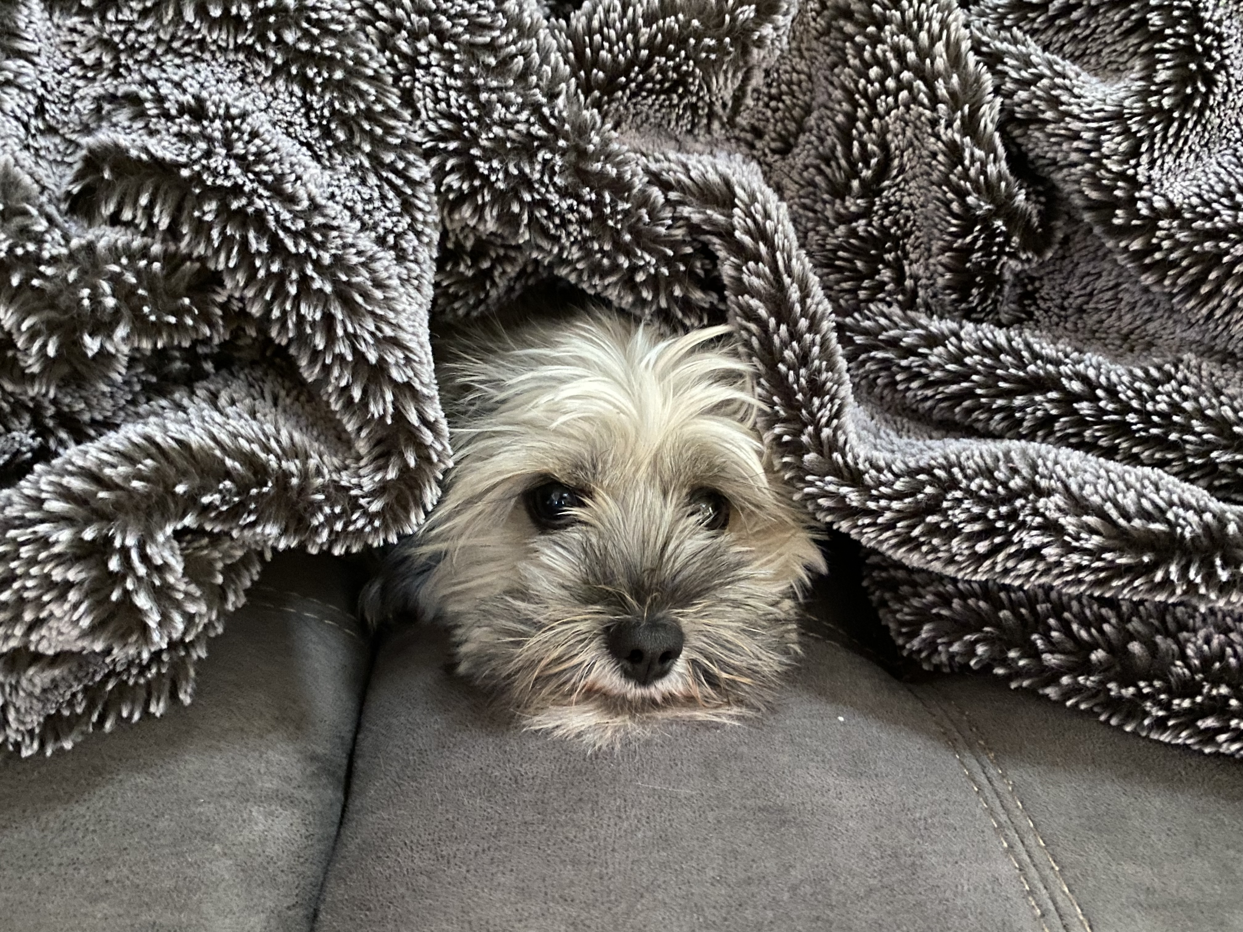 Puppy snuggled under blankets image